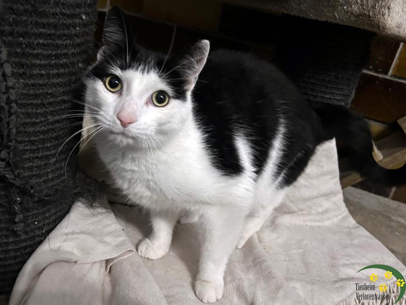 katzen kruemel 1