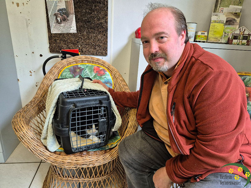 elmo katze aus dem tierheim
