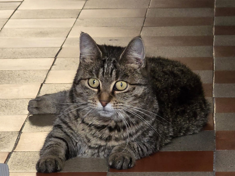 katzen dolores glueck