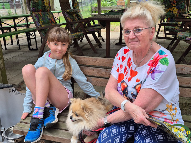 hund aus tierheim brandenburg netty - Pomeranian