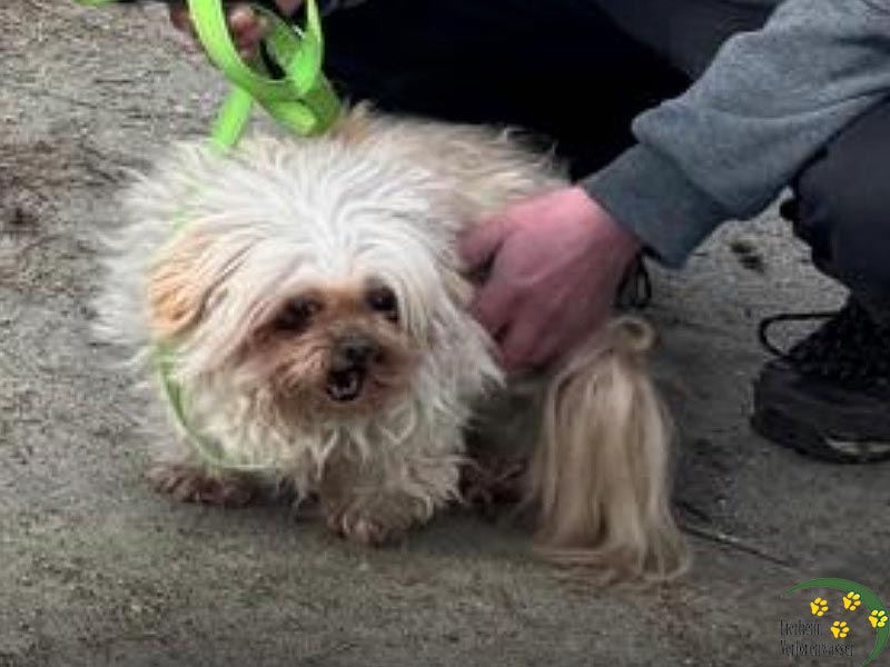 hundewolle retten 3