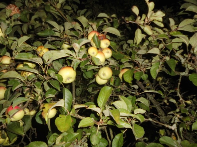 apfel