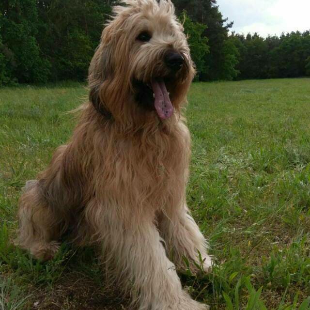 Bruno