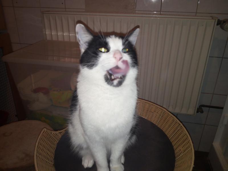 Fundkatze