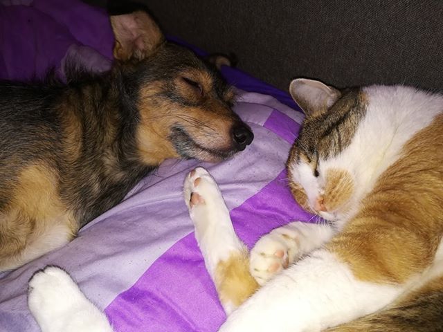 Morgens