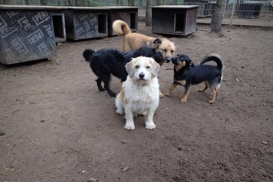 Ada, Franiak, Ronka und Grisun