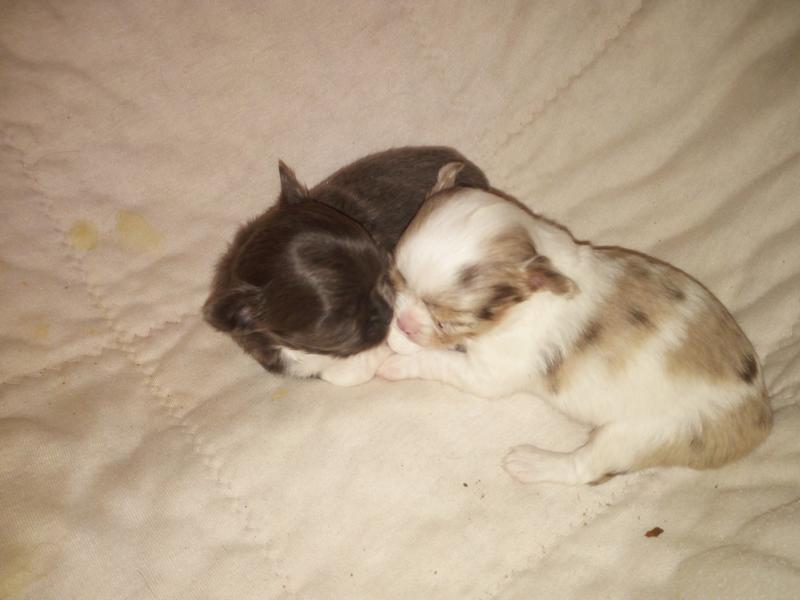 Dicke Bäuche