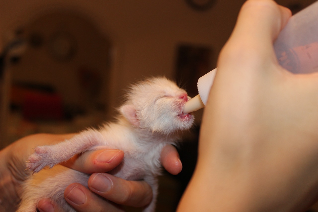 Kittenmilch