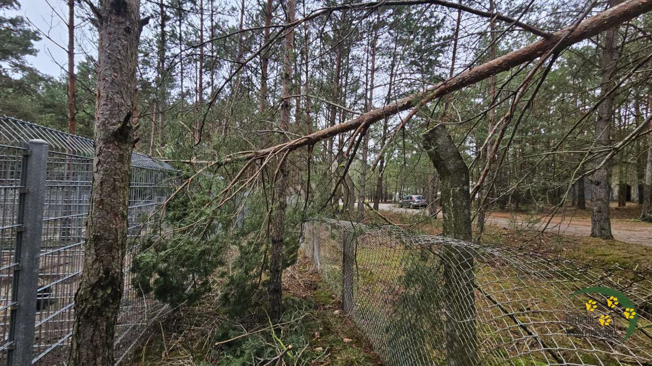 Schon wieder Sturmschäden