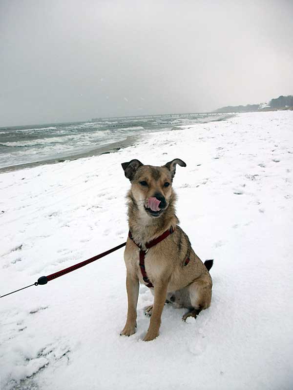 Gerd an der Ostsee