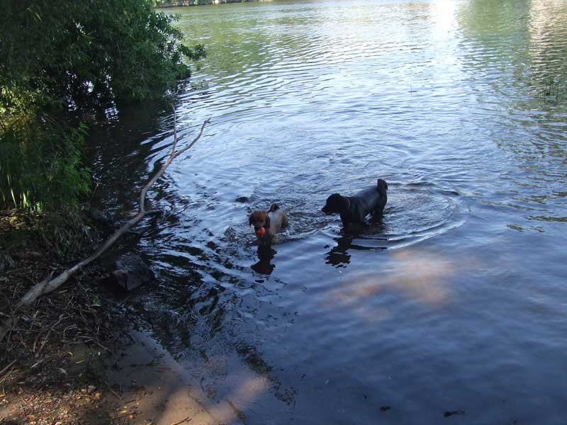 Teddy und Amigo