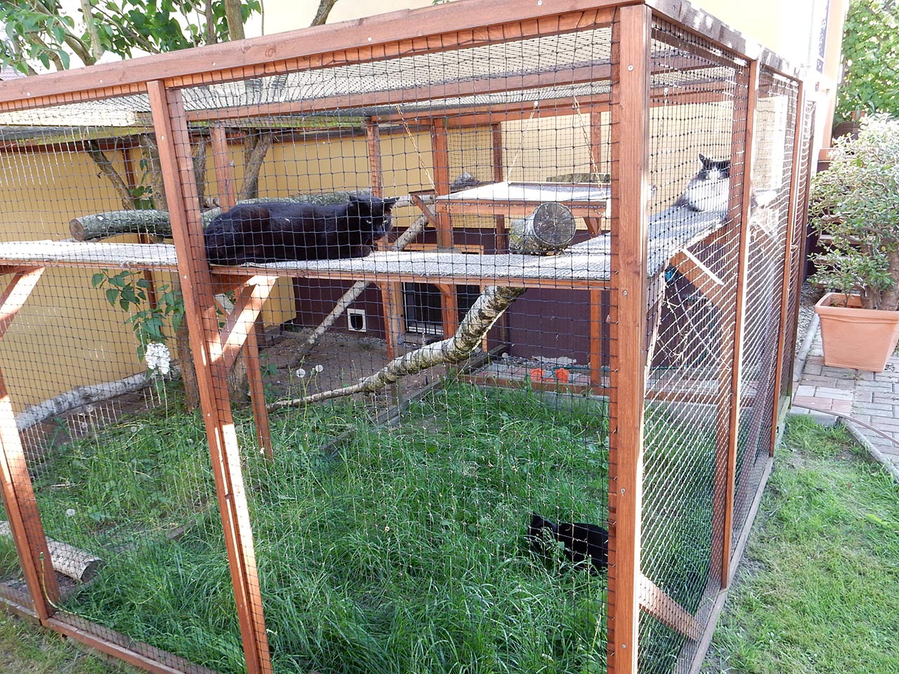 Sheela, Jacky und Blacky