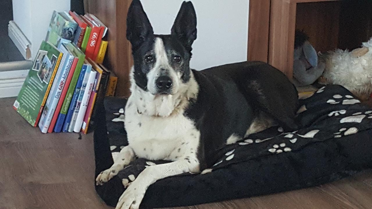 Nachrichten von Strolch