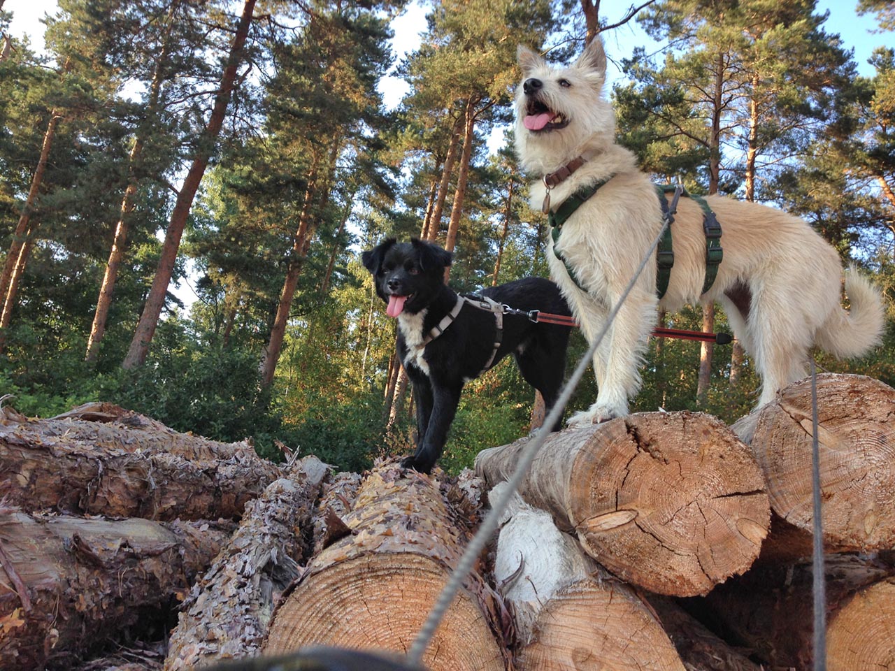 Zwei Himmelhunde