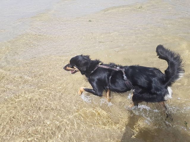 Loona