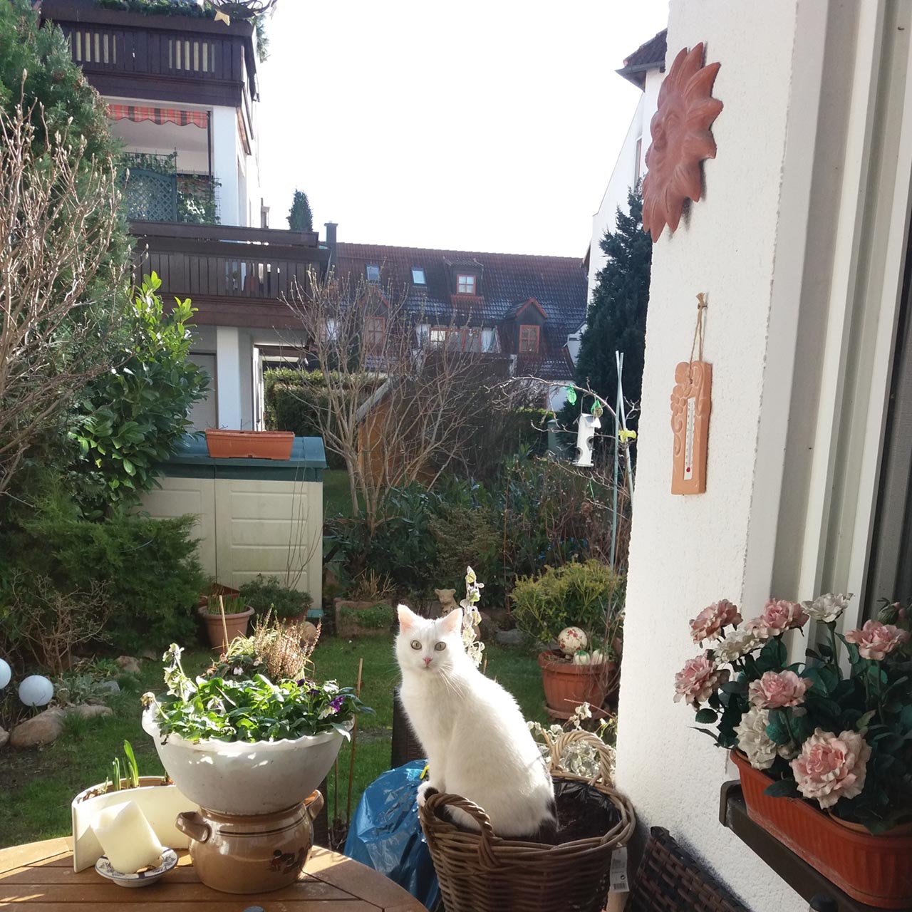 Mausi
