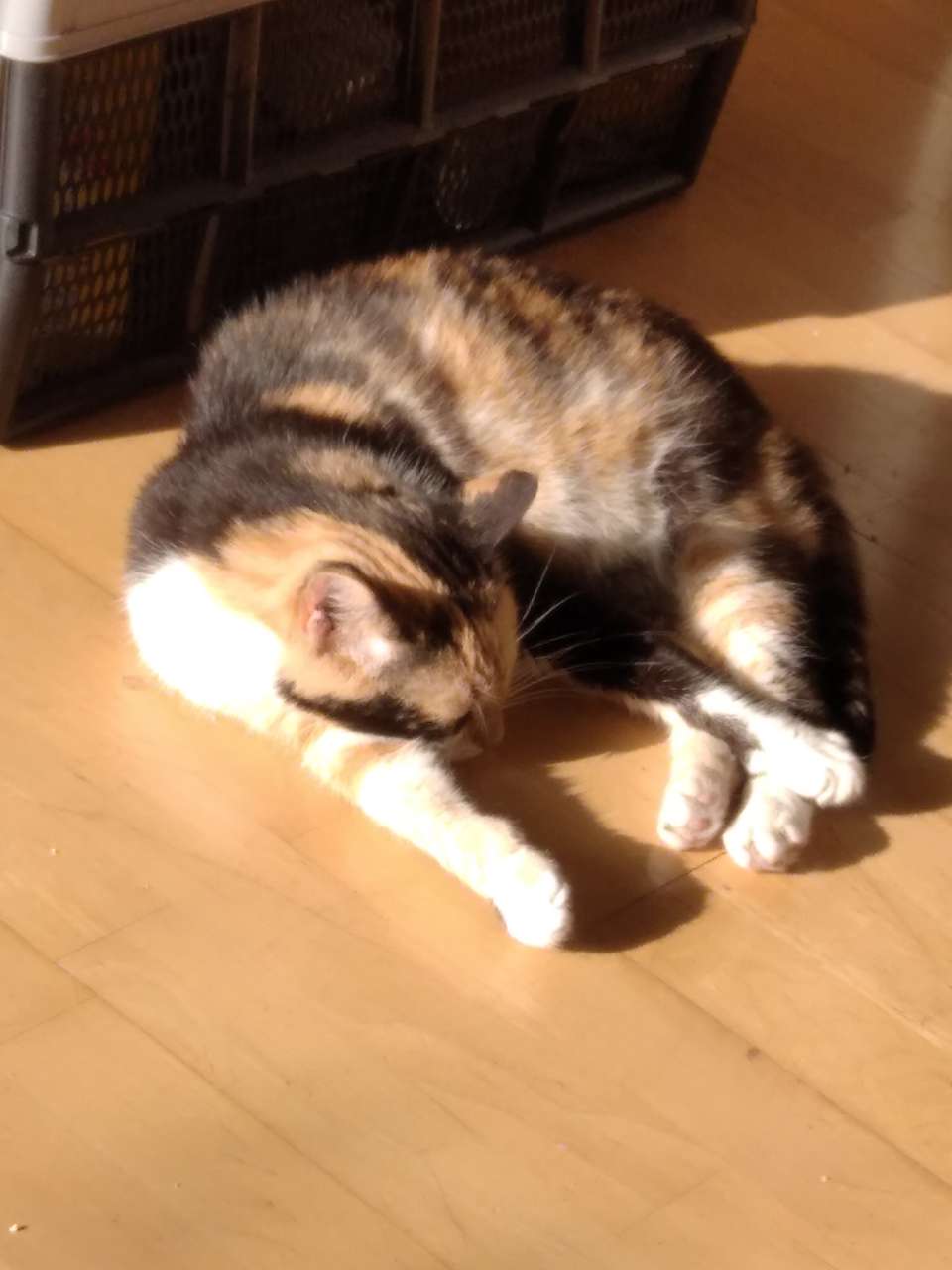 Mia
