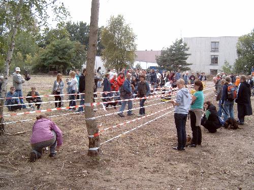 Hundeschule Lange - Mischlingshunderennen