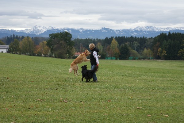 Rockys Pflegestelle