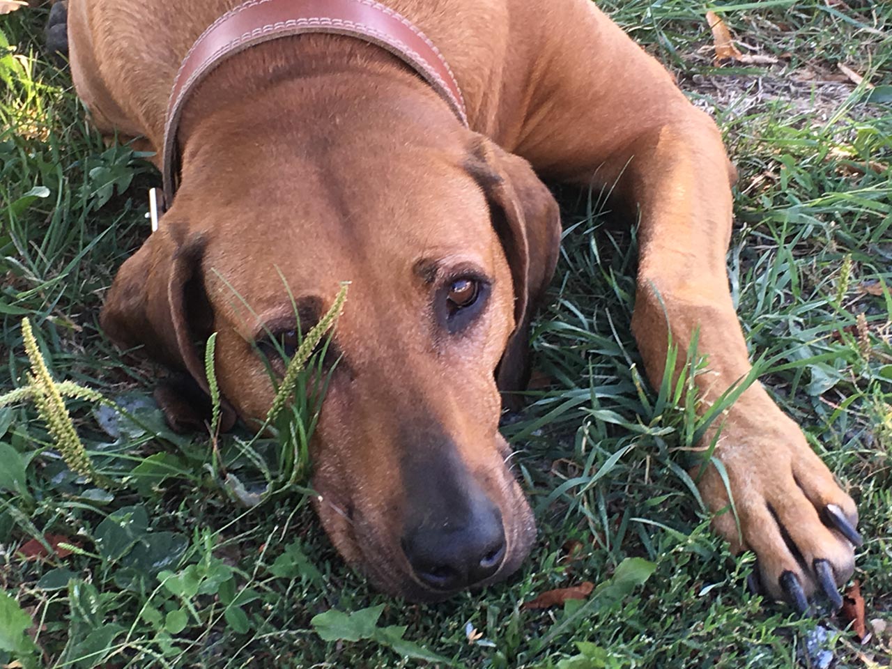 Doby