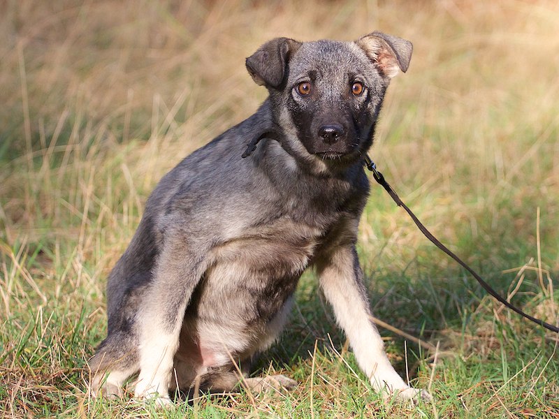 Ein blinder Hund findet seinen Weg