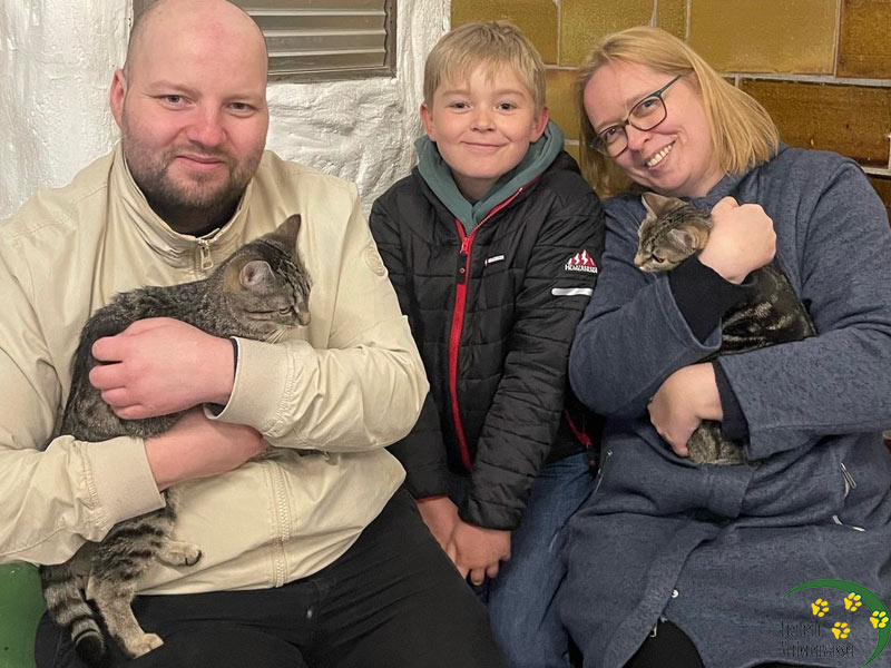 sunny scarlett katze aus dem tierheim vermittelt