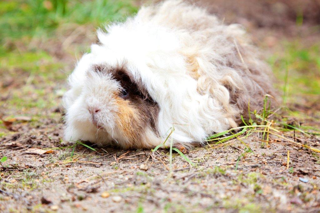 Meerschweinchen